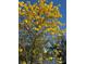 Bright yellow Tabebuia tree blooms beautifully on this property with a clear blue sky in the background at 18101 Boy Scout Rd, Odessa, FL 33556