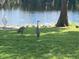 Beautiful lawn view of Florida Sandhill Cranes near the lake and statue at 18101 Boy Scout Rd, Odessa, FL 33556