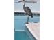 A large blue heron stands on the edge of a blue tiled pool, looking into the water at 891 Island Way, Clearwater Beach, FL 33767