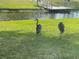 Scenic backyard view with green grass and two cranes by the lake at 536 Boundary Blvd, Rotonda West, FL 33947