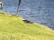 Alligator relaxing in a grassy area near a waterfront property; wildlife viewing opportunity at 536 Boundary Blvd, Rotonda West, FL 33947