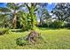 Large grassy backyard featuring a variety of trees and tropical plants at 1413 May St, Lutz, FL 33548
