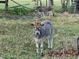 Two gray cows are standing in a green grassy field on a farm at 8922 Pritcher Rd, Lithia, FL 33547