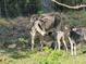 Cattle including a cow and two calves in a field with green vegetation and sunshine at 8922 Pritcher Rd, Lithia, FL 33547