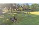 Pastoral scene featuring donkeys in a fenced grassy area with mature trees and sunlit skies at 4142 El Shaddiai Sq, Plant City, FL 33565