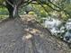 Scenic backyard with a tranquil lake, surrounded by mature trees offering peaceful views and natural beauty at 4101 N Forbes Rd, Plant City, FL 33565