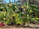 Lush backyard featuring mature banana trees and other tropical plants at 701 E 60 Hwy, Plant City, FL 33567