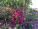 Lush azalea bushes with vibrant blooms enhancing the property's landscape at 701 E 60 Hwy, Plant City, FL 33567