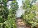 An outdoor storage shed surrounded by lush greenery and ferns in the backyard at 2415 Goldenrod St, Sarasota, FL 34239