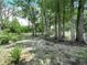 Expansive backyard with mature trees offering shade and a serene, natural setting at 3205 N 66Th St, Tampa, FL 33619