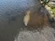 A gentle manatee swimming peacefully in the waterway, showcasing the area's natural beauty at 5903 Cachette De Riviera Ct, New Port Richey, FL 34655