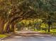 Scenic tree-lined street with large oak trees at 117 Clifton Way, Venice, FL 34292