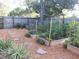 Fenced backyard with raised garden beds, sunflowers, and stepping stones at 231 Victoria Rd, Venice, FL 34293