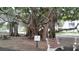 Picturesque park setting with majestic banyan trees, inviting benches, and a tranquil atmosphere at 250 Santa Maria St # 219, Venice, FL 34285