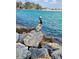 A pelican stands majestically on rocks by the turquoise waters creating a serene and natural coastal scene at 250 Santa Maria St # 219, Venice, FL 34285