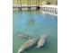 Three manatees in calm waters near the dock at 789 N Green Cir # 146, Venice, FL 34285