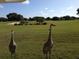 Two sandhill cranes on a golf course at 275 Royal Oak Way, Venice, FL 34292