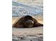 Loggerhead sea turtle crawling on the beach at sunset at 3667 Yellow Pine Ct # 149, Sarasota, FL 34238