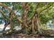 Majestic banyan tree with its aerial roots and expansive canopy creates a stunning focal point at 13510 Esposito St, Venice, FL 34293