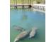 Three manatees in calm waters at 657 N Green Cir, Venice, FL 34285