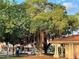 Large banyan tree with hanging vines in a park at 3730 Cadbury Cir # 400, Venice, FL 34293