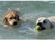 Two dogs playing and swimming in the ocean, enjoying the clear water and sunshine at 1423 Avenida Del Circo # 1C, Venice, FL 34285