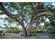 Relaxing outdoor seating area under a large tree near the waterfront at Wellen Park at 11571 Gleaming Ter, Venice, FL 34293