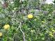 View of backyard citrus tree laden with yellow citrus fruit and foliage at 4091 Pomeroy St, North Port, FL 34291