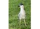 Black-crowned night heron bird standing in grass at 424 Shade Ter, Venice, FL 34293