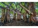 Majestic banyan trees with complex root systems creating a unique, natural architectural formation in a park at 902 Gibbs Rd # 181, Venice, FL 34285