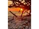 Driftwood on a beach covered in shells, backlit by a golden sunset over the ocean at 471 Bayshore Rd, Nokomis, FL 34275