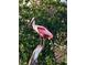Close up shot of a Roseate Spoonbill in its natural habitat, showcasing the area's natural beauty at 471 Bayshore Rd, Nokomis, FL 34275