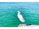 Elegant white egret standing on a concrete surface with stunning turquoise water as the backdrop at 8603 46Th Avenue W Cir, Bradenton, FL 34210