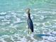 Beautiful heron wading in the ocean waves, showcasing the natural beauty of the coastal wildlife at 8603 46Th Avenue W Cir, Bradenton, FL 34210