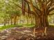 Lush park view featuring a large banyan tree, benches, and walking paths at 1100 Capri Isles Blvd # 423, Venice, FL 34292