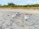 Charming beach scene featuring royal terns enjoying the tranquil shoreline, with lush greenery in the background at 1785 Bayshore Dr, Englewood, FL 34223