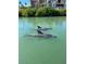 Two dolphins swim in calm green water, with a backdrop of tropical foliage and waterfront homes at 201 Cavallini Dr, Nokomis, FL 34275