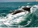 A pod of dolphins play in the wake of a boat, with city buildings in the background at 201 Cavallini Dr, Nokomis, FL 34275