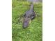 A large alligator resting in the grass near the water at 418 Cerromar Ct # 261, Venice, FL 34293