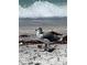Seagull enjoying the beach with a crashing wave in the background for nature lovers at 418 Cerromar Ct # 261, Venice, FL 34293