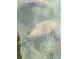 Manatees in clear water, offering a glimpse of local wildlife, showcasing the attraction of the location at 418 Cerromar Ct # 261, Venice, FL 34293