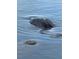 Wildlife in the water showing a turtle swimming, enhancing the natural appeal of the waterfront property at 418 Cerromar Ct # 261, Venice, FL 34293
