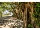 Tree-lined street showcasing the natural beauty, enhancing the neighborhood's charm and appeal at 9542 Spring Cir, Port Charlotte, FL 33981
