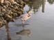 Elegant blue heron gracefully standing in the water, reflecting the peaceful and serene atmosphere at 109 Bayshore Rd # 10, Nokomis, FL 34275