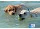 Two happy dogs frolic in the water, one playfully carrying a ball, at Brohard Paw Park at 510 Airport E Ave # 2D, Venice, FL 34285