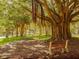 Tranquil park scene with a mature banyan tree, inviting benches, and lush greenery at 432 Sunset Lake Blvd # 205, Venice, FL 34292