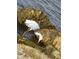 Egret perched on rocks, hunting food in the local ecosystem at 616 Guild Dr # 2, Venice, FL 34285