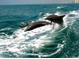Spectacular shot of dolphins leaping from the ocean, showcasing the vibrant marine life and natural beauty at 863 Southland Rd, Venice, FL 34293
