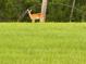 A deer stands in the verdant backyard, with trees lining the back and a field of tall grass at 220 Sarezzo Cir, Nokomis, FL 34275