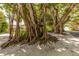 Avenue of mature banyan trees with dramatic aerial roots, creating a shaded tunnel effect on a sunny day at 13314 Prentice Ave, Port Charlotte, FL 33953